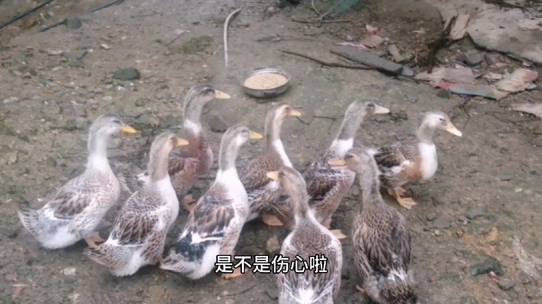 鸭子们看见伙伴被抓了走,一起追了过去,本来很饿都不肯吃东西了