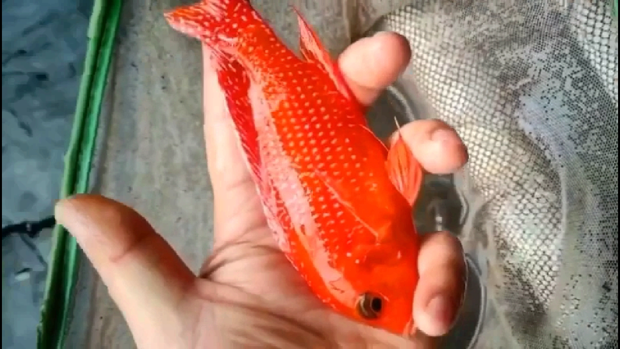 三湖慈鲷 火焰红-极品 (龙血火焰红) 种鱼展示