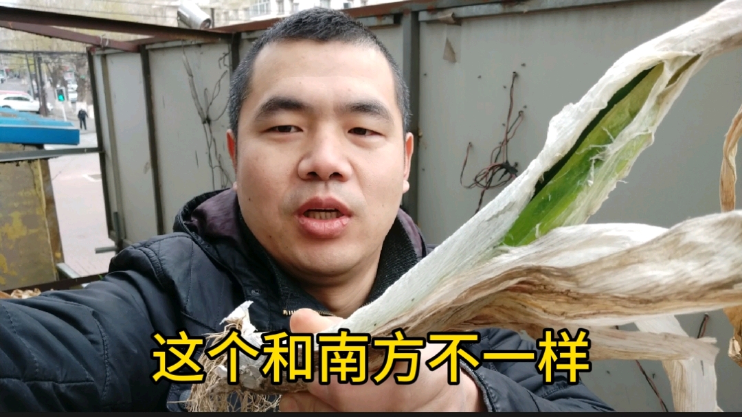 生活在长春的北方人都有冬储菜习惯,这个习惯是否值得继续下去!