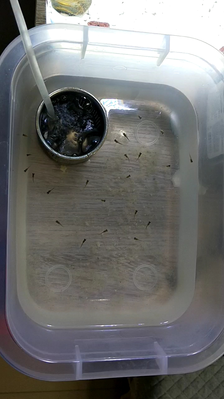 养孔雀鱼苗的水不要经常换,鱼缸底的杂物怎么清除,自制小工具。