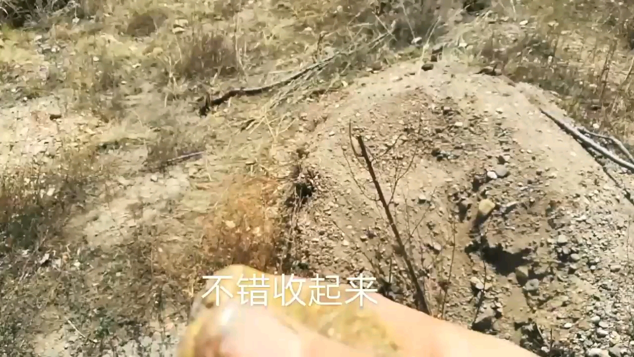 今天在植树的地里,找到块玛瑙、还有块黄龙玉