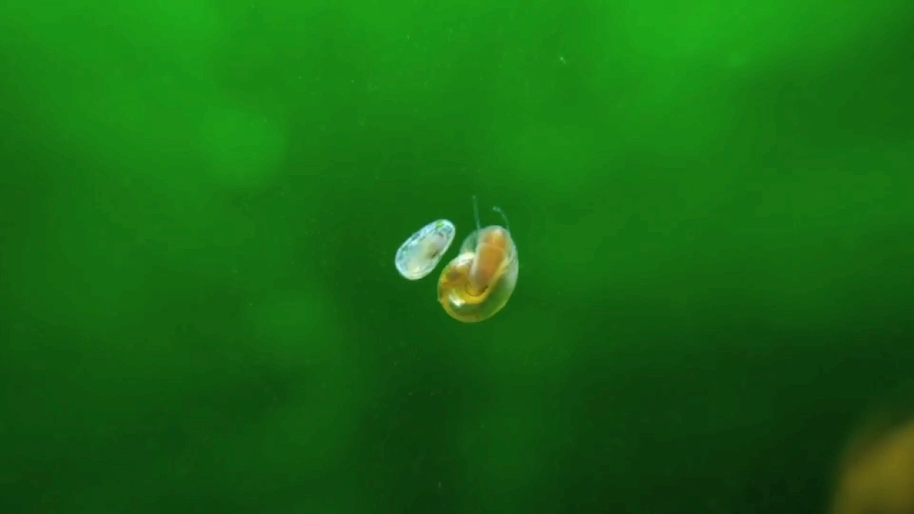 第一次见虾产卵,好神奇哦