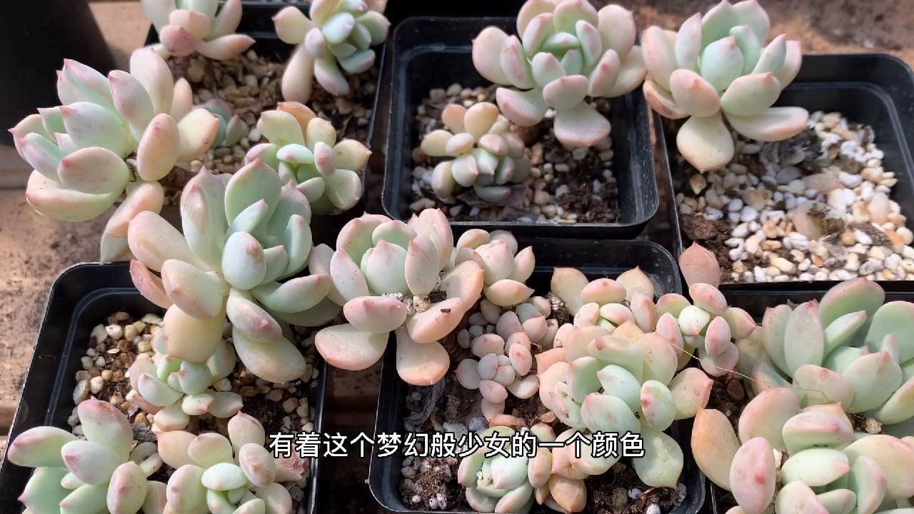 多肉植物之童话般蜜桃格林-养护纯干货