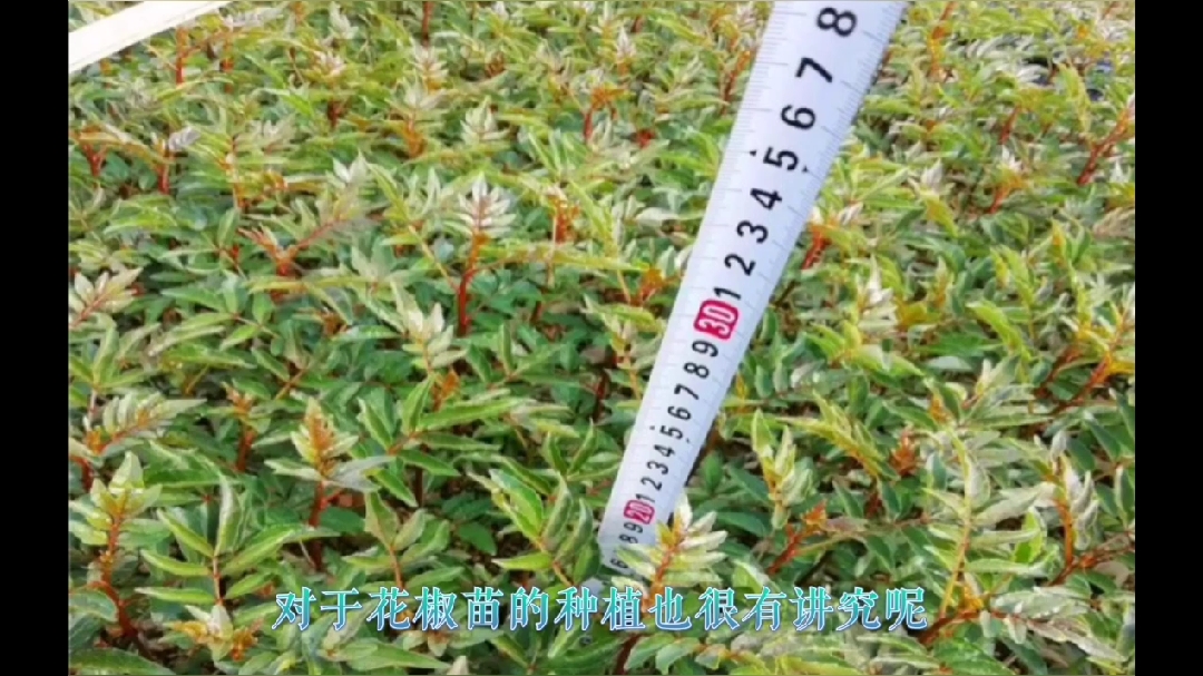 什么花椒树苗最好?大红袍花椒树几月移栽最佳?保证颗粒红又多
