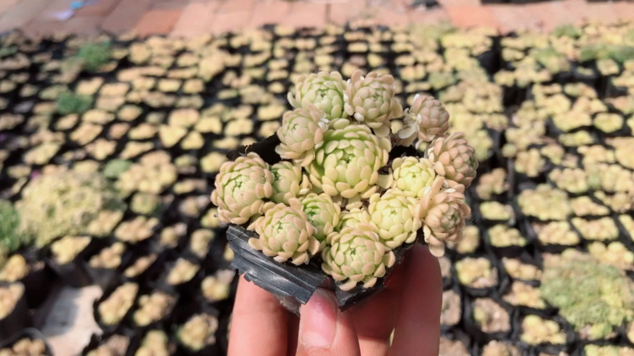 有趣又好养的一个多肉品种小野玫瑰,到底有多野?