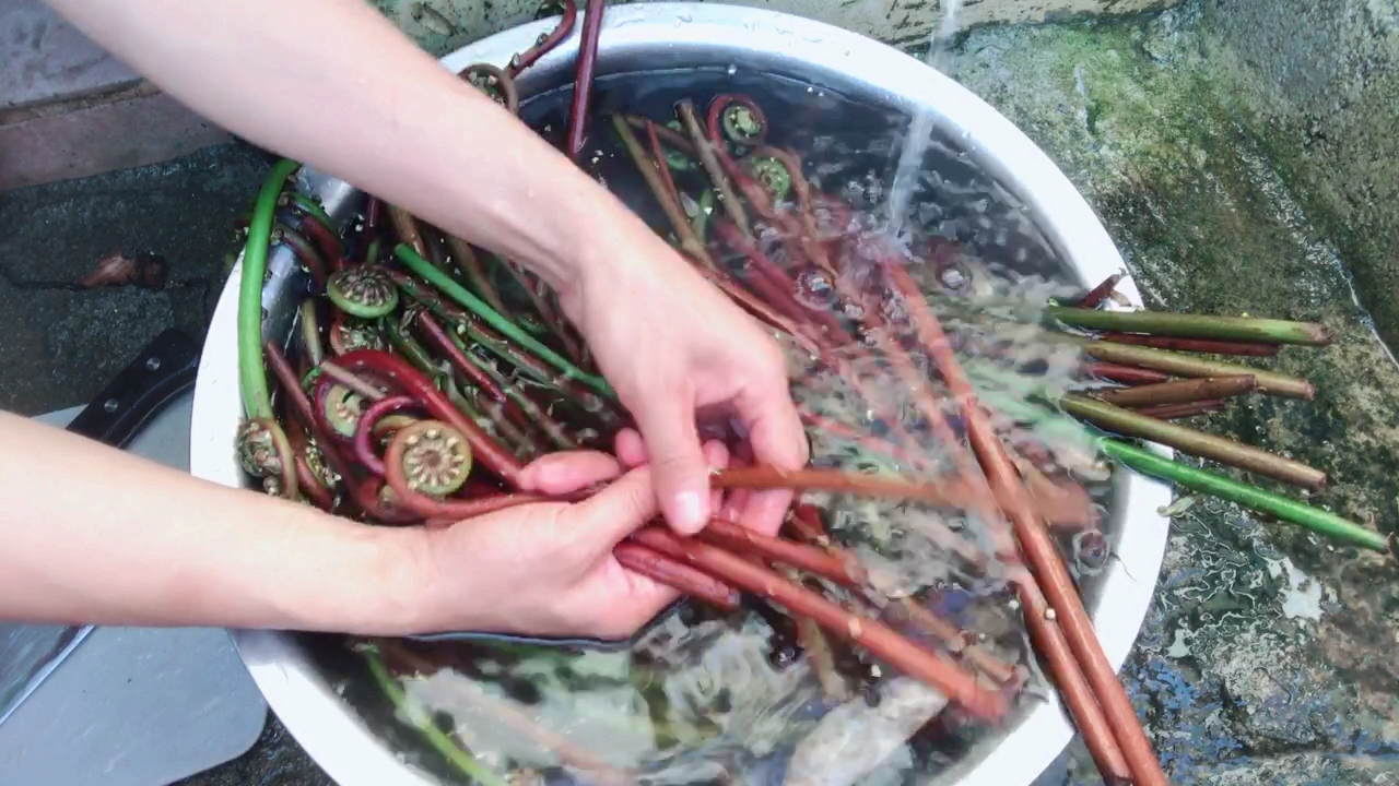 上山摘回来一大篮的野菜,凉拌和晒干都好吃