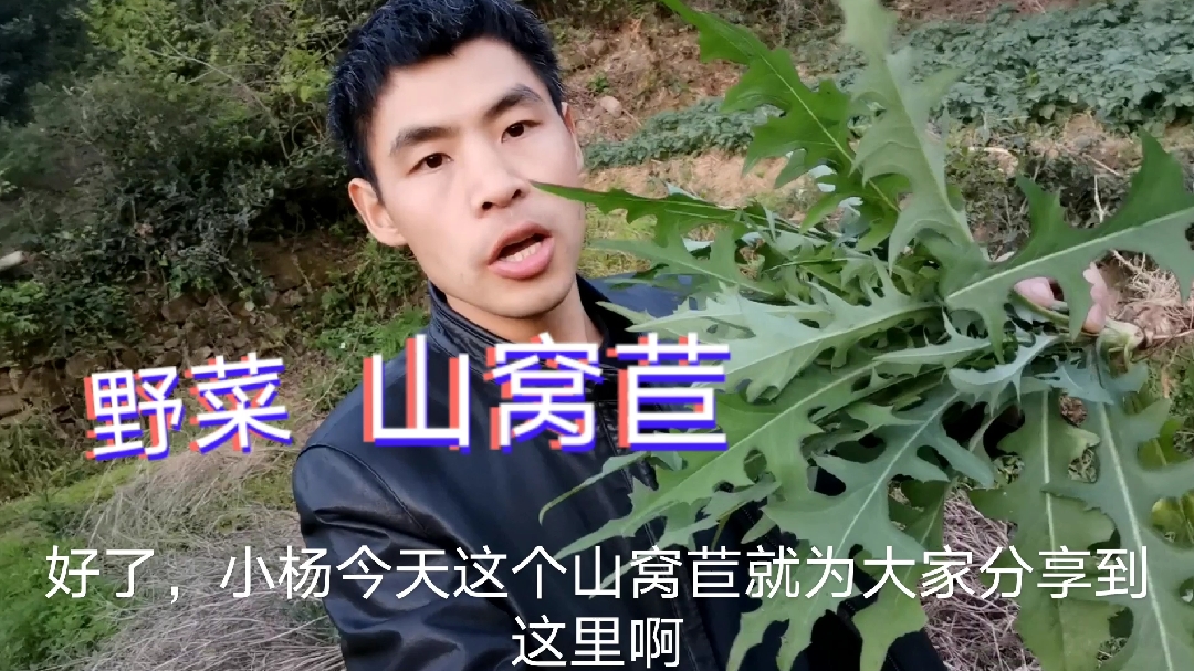 浙江农村有种野菜“山窝苣”原来全身都是“宝”后悔以前不知道