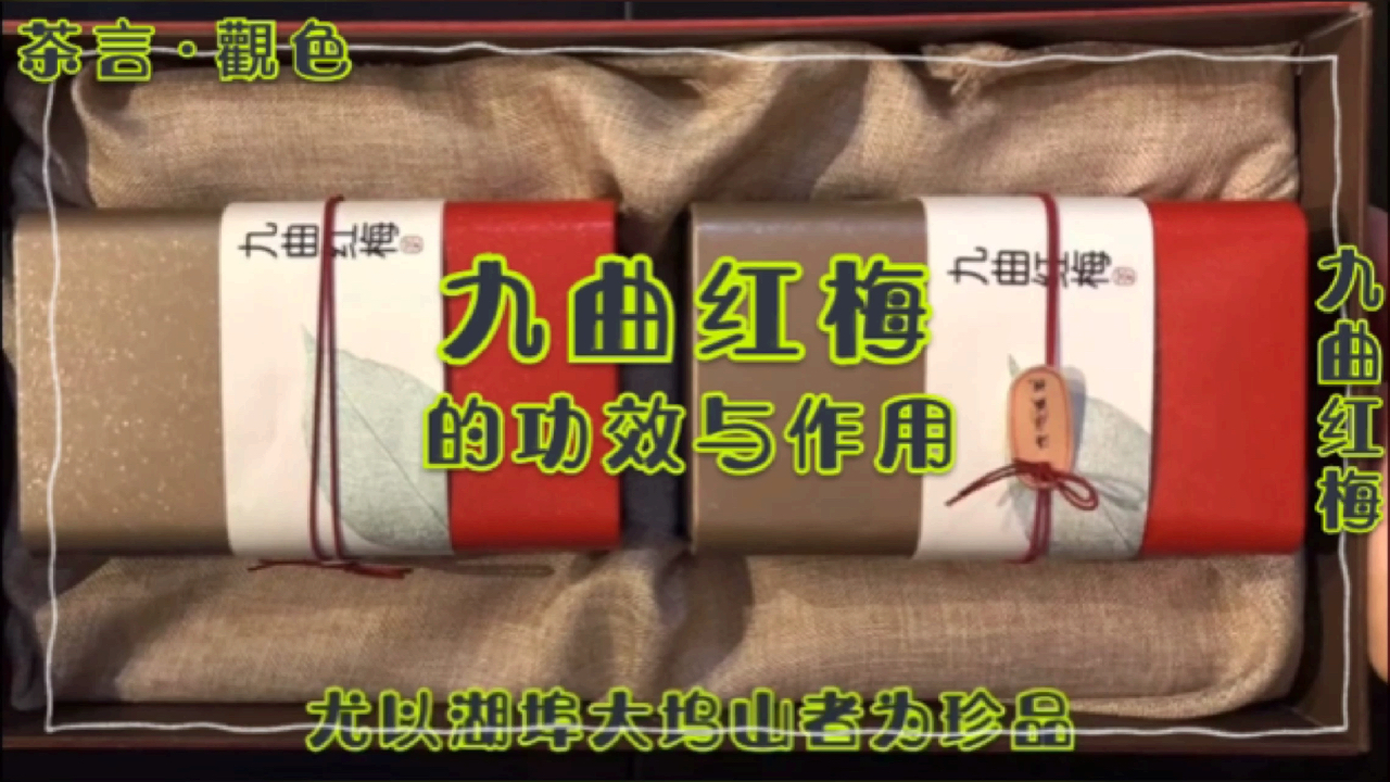 九曲红梅的功效与作用,你了解多少啊?