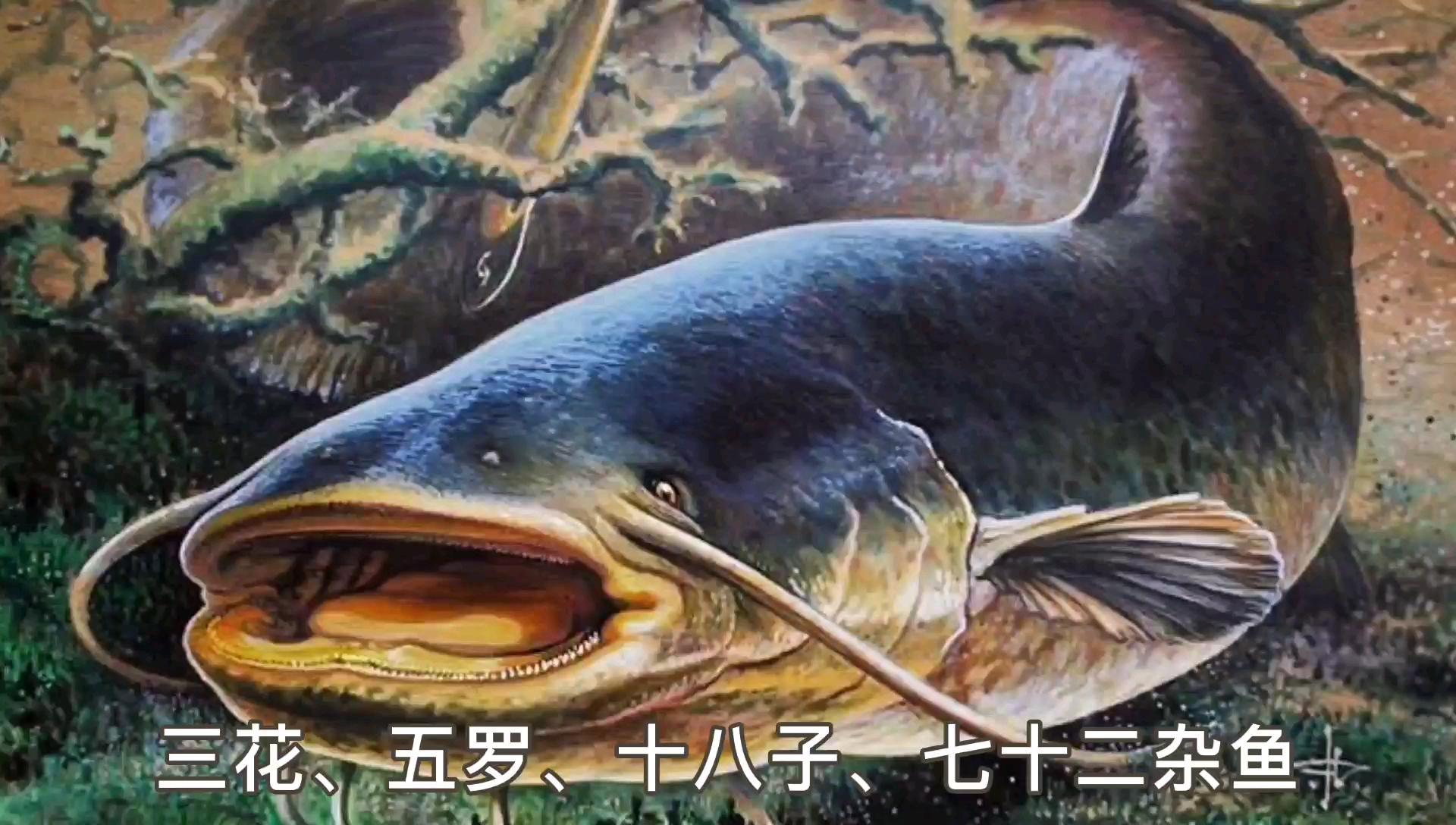 东北鲶鱼——炖茄子,撑死老爷子的那种!还记得啥味吗?