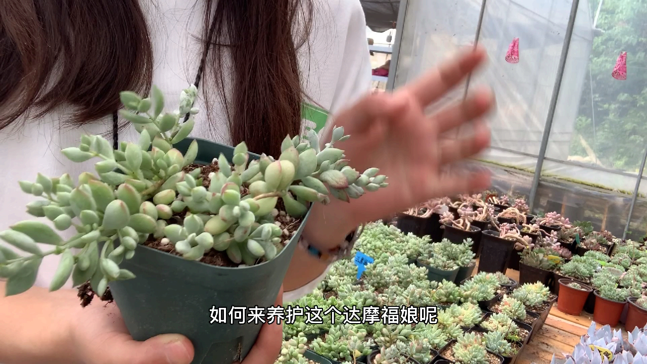 多肉植物之香香的达摩福娘-养护纯干货