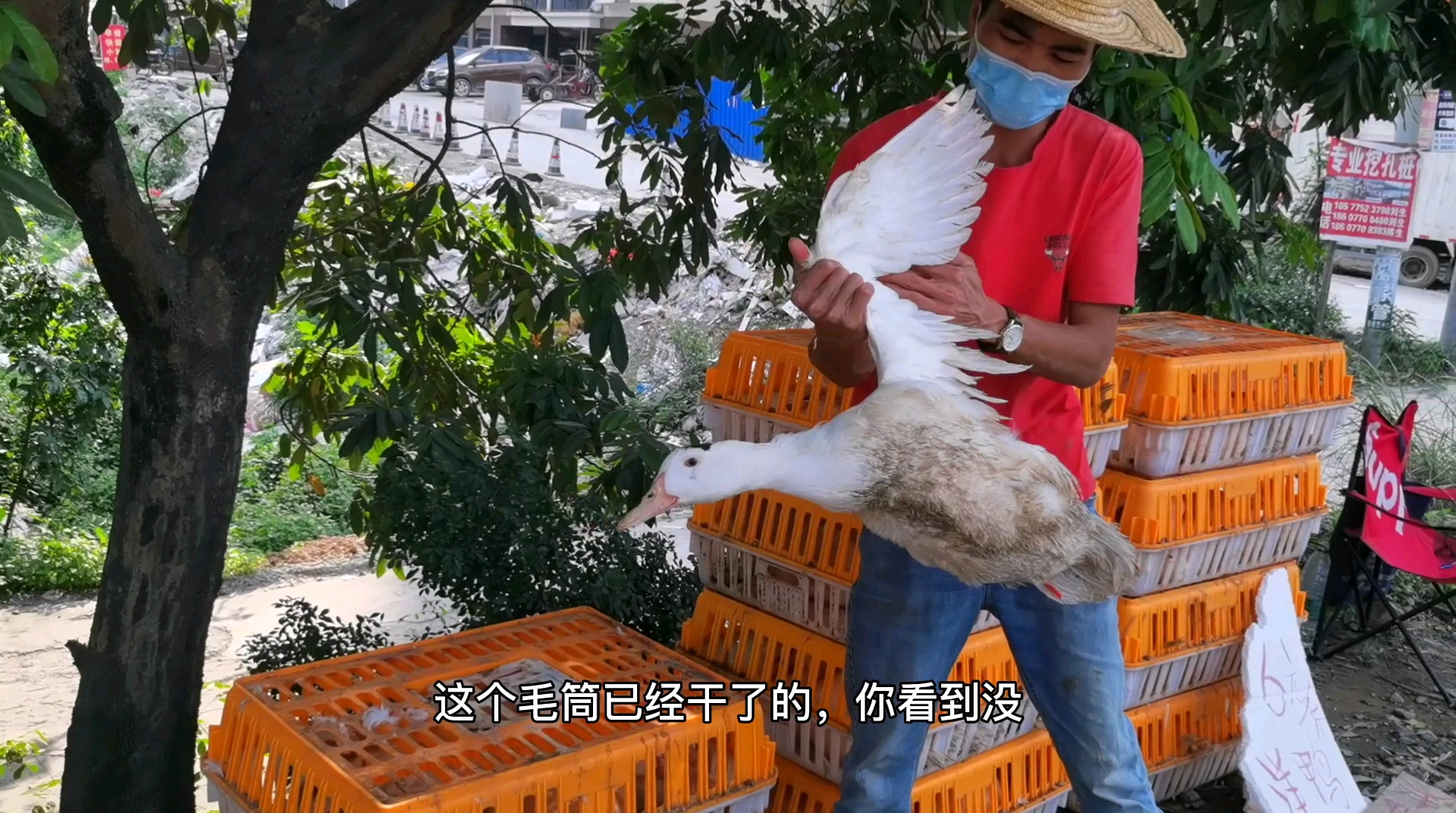 路边假洋鸭只要6块钱一斤,平均养3到四个月,这样的鸭子能吃吗