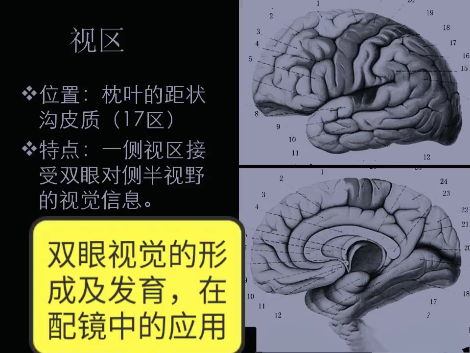 [图]双眼视觉的形成及发育,在配镜中的应用