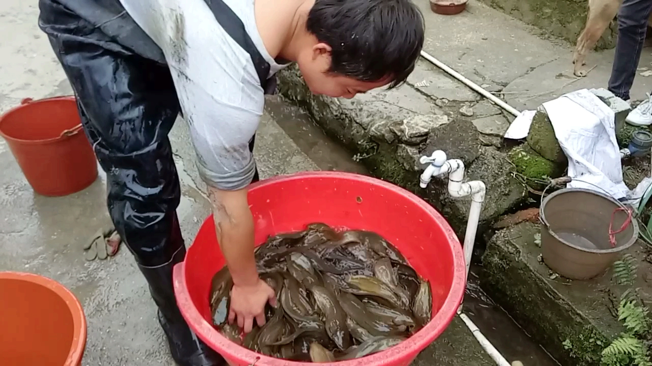 广西创业养殖户,一个石洞掏出三十斤塘角鱼,感受乡音乡味!