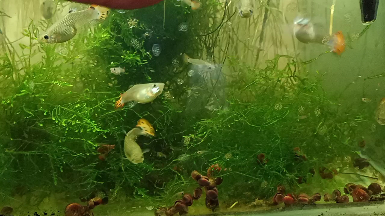 孔雀鱼简单繁殖方法