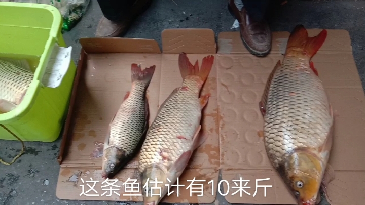 农村小伙逛农贸市场,花了16.5元钱,买了2.5斤草鱼,太划算了!