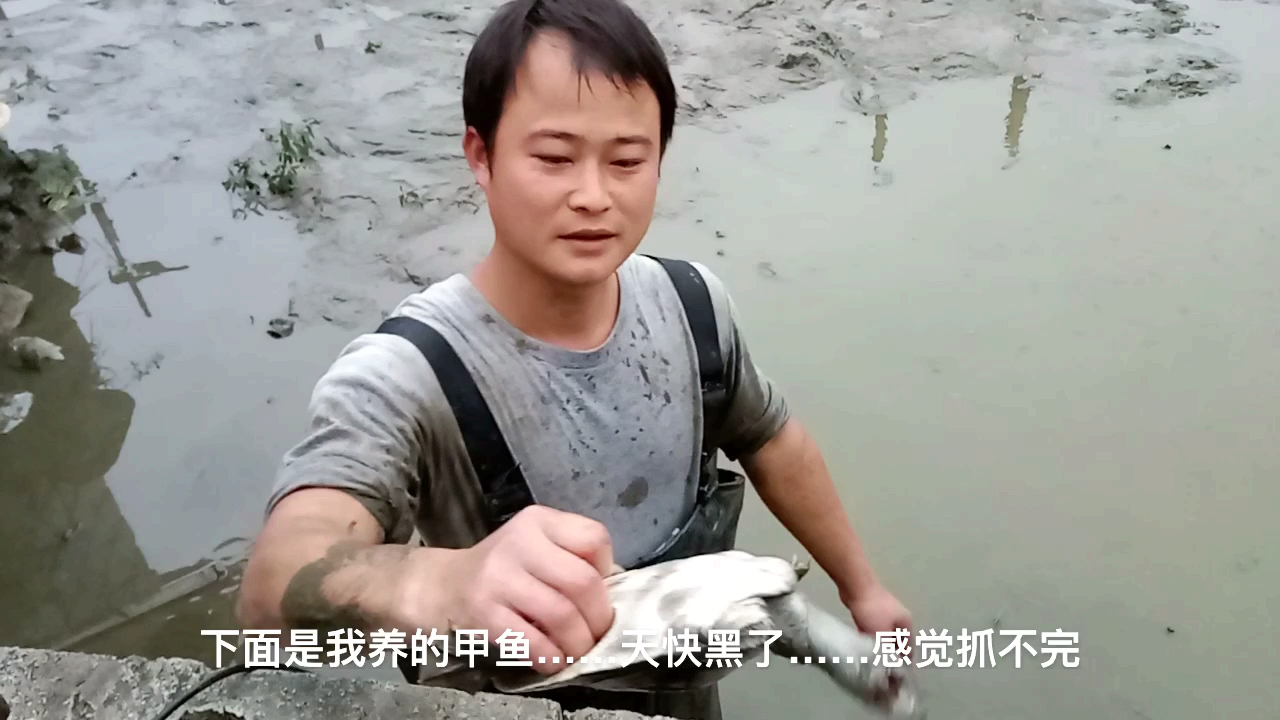 野生的甲鱼吃过吗?看龙哥野生养殖的甲鱼比蛇还凶猛!