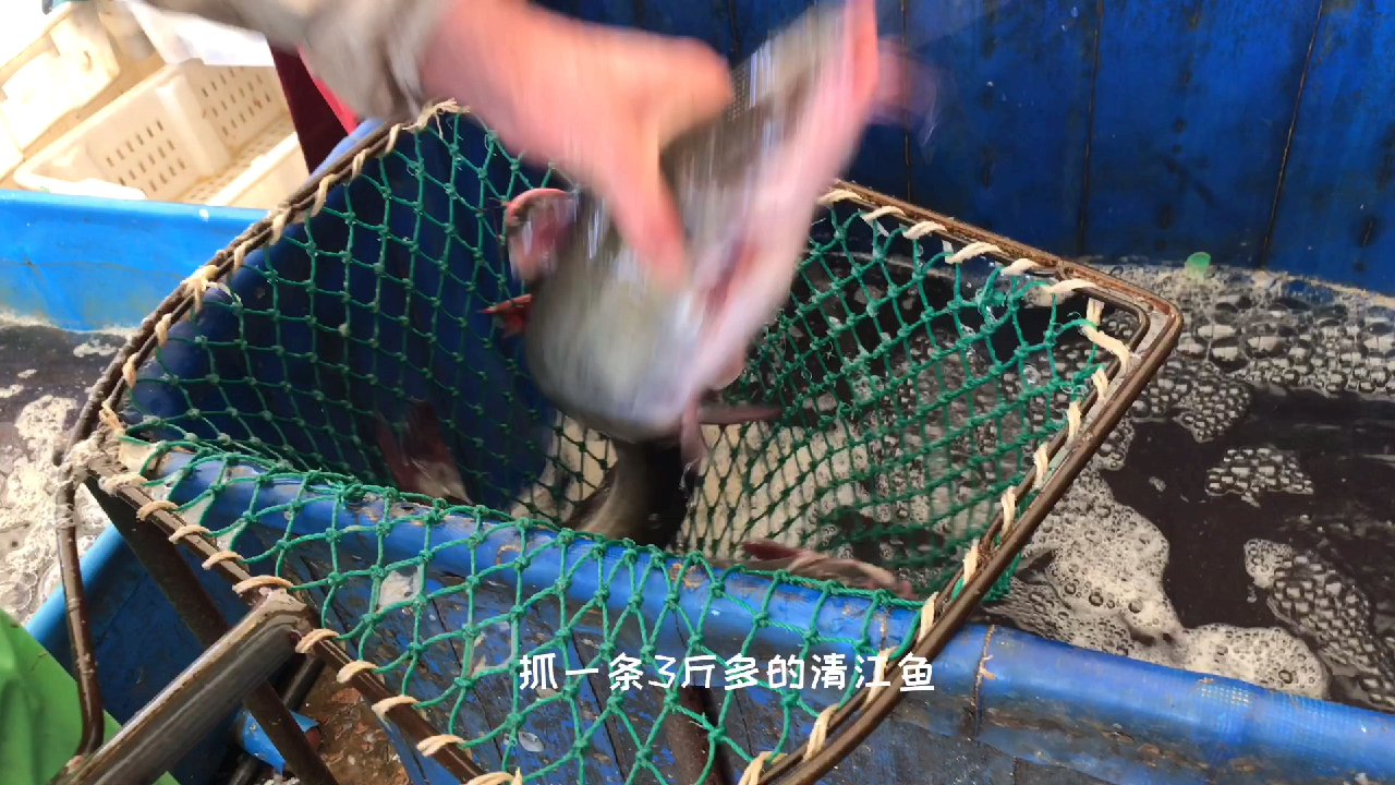 想吃油泼清江鱼的朋友看过来;这样做好吃得不得了。