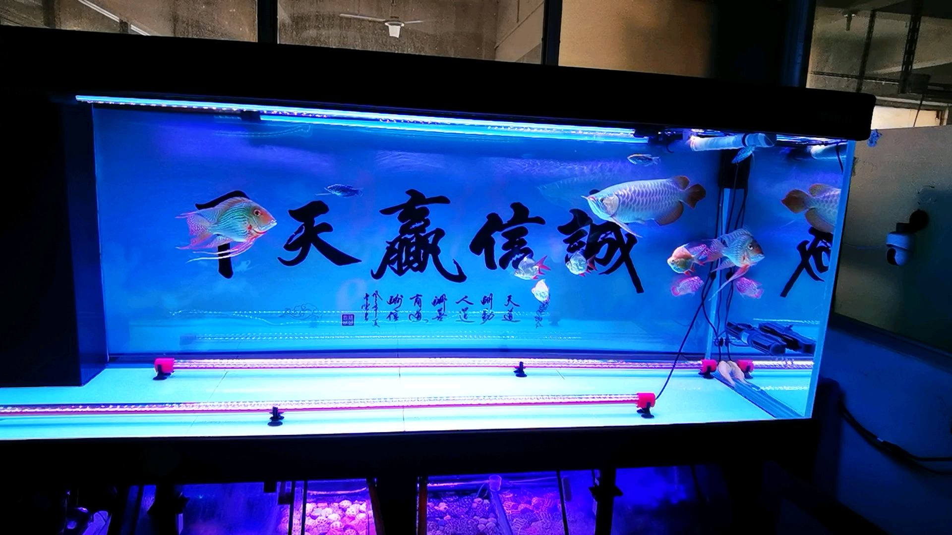 超级过滤超级大混养:红龙鱼混养金花火凤罗汉,罗汉5月月1号刚到