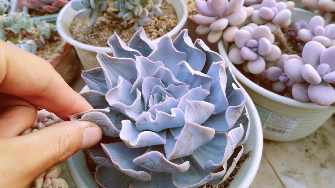 多肉叶片缺水很软 但浇水也无法恢复 小伙给你揭秘其中原因
