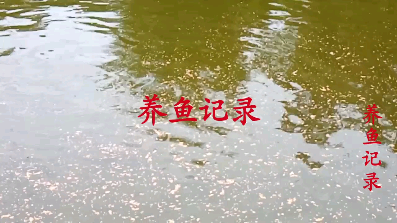 2020年四月十日养鱼记录