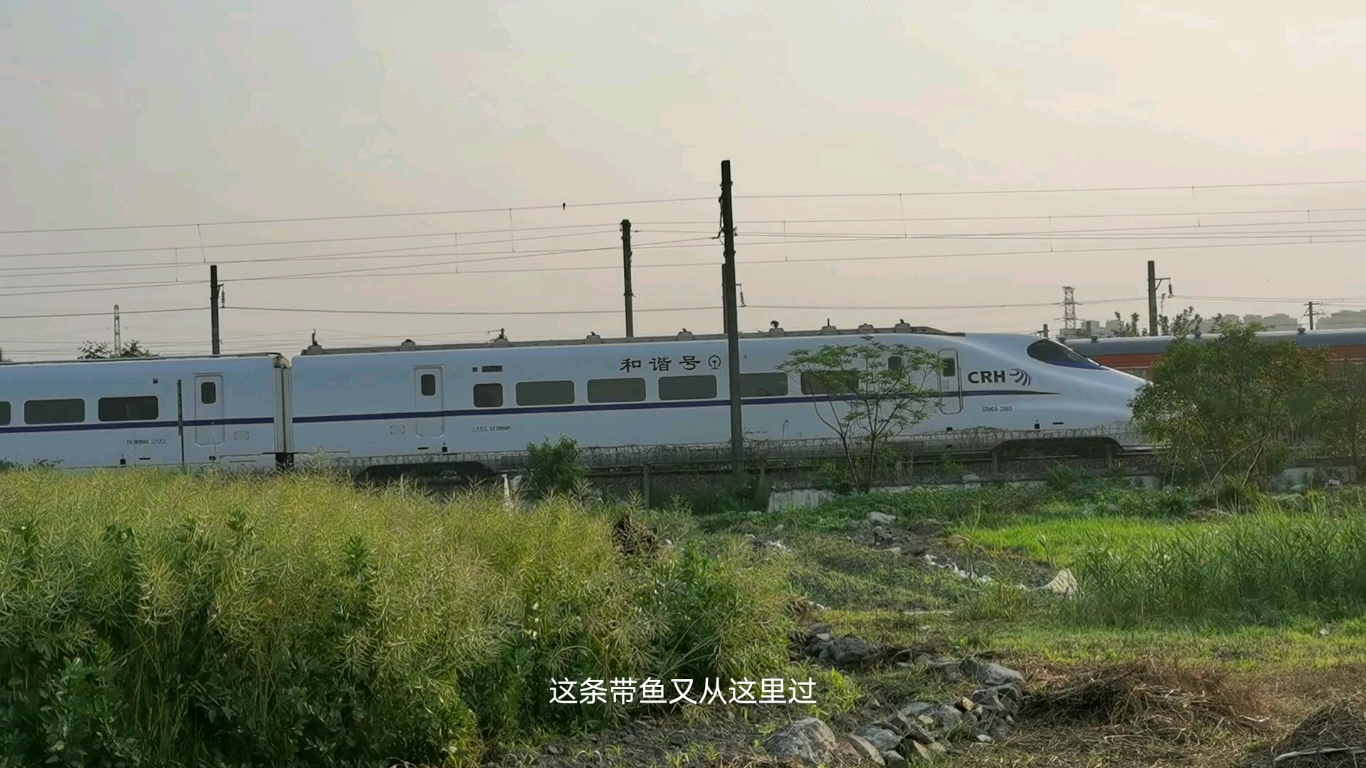 这条带鱼为什么尾灯还亮着呢,关键是声音
