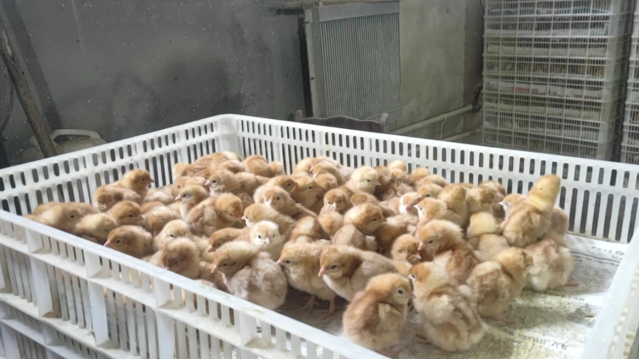 红玉鸡苗,海兰褐蛋鸡苗,海兰灰蛋鸡苗出壳了