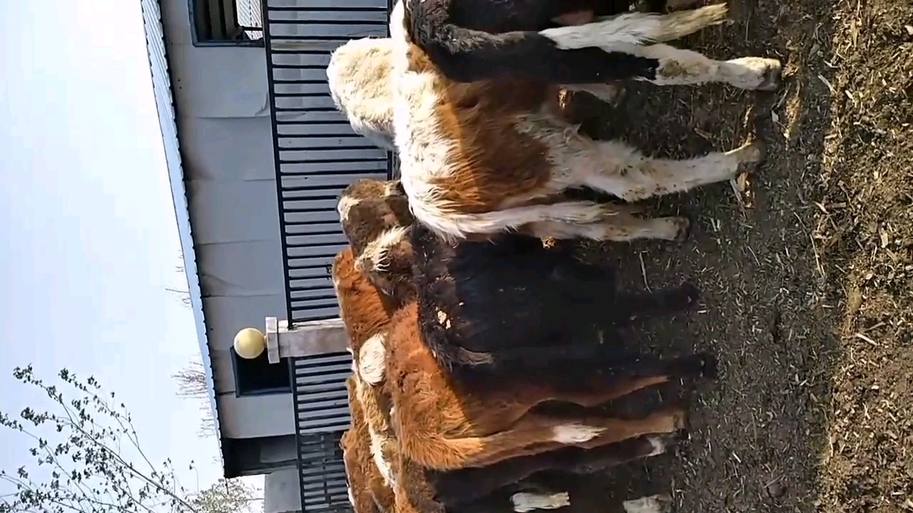 肉牛育肥可以使用青储黄储,繁育母牛最好的粗饲料就是干草干秸杆