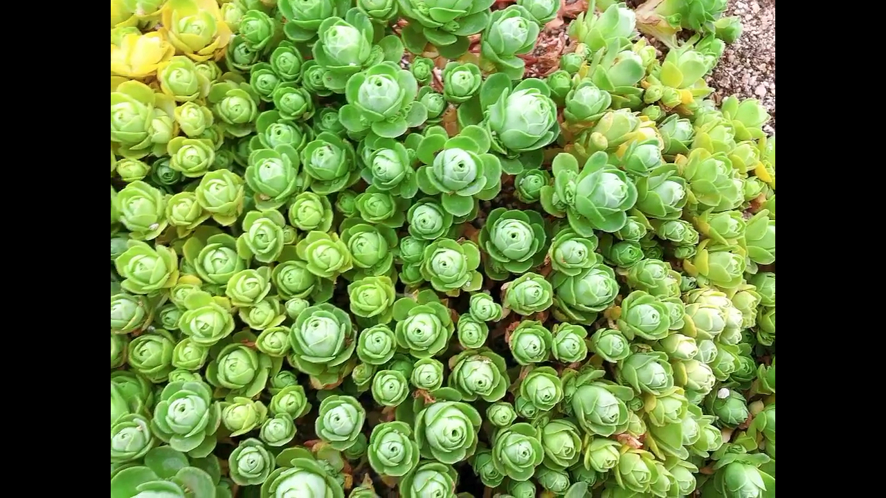 夏季休眠期的山地玫瑰怎么养护呢?杆子干枯正常吗?