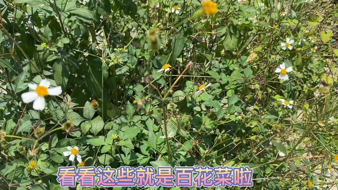 百花菜,广东嘻嘻在街角发现了这野生植物,你们是怎么吃的呢?