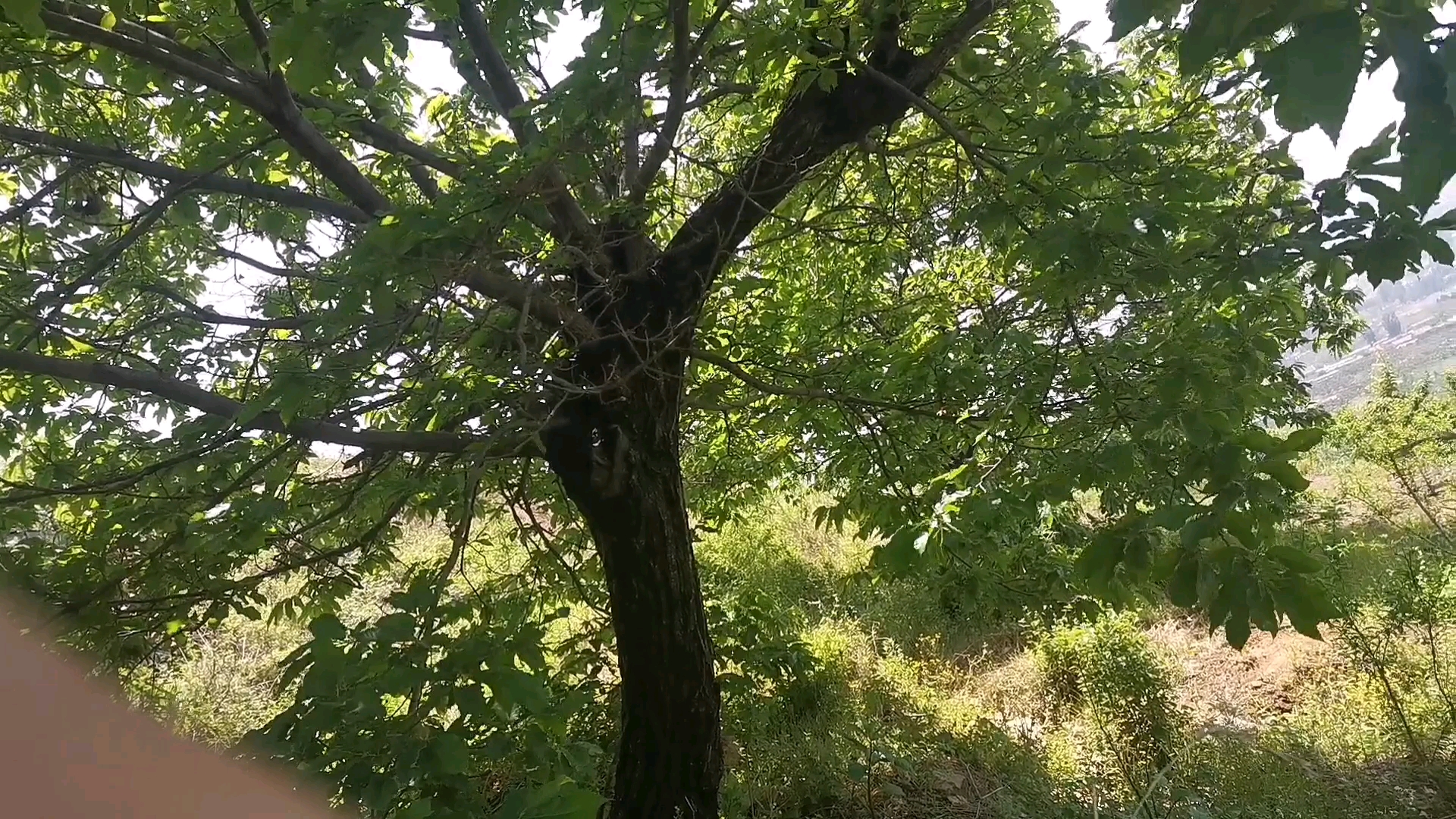 [图]坐在栗子树下,讲述爬上的过程,看看风景,多好啊一点不必城市差