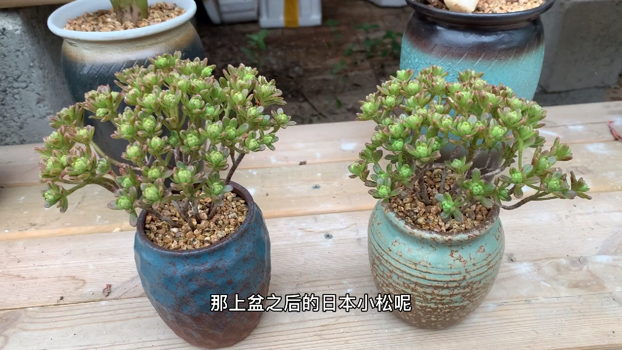 多肉植物之日本小松-养护纯干货