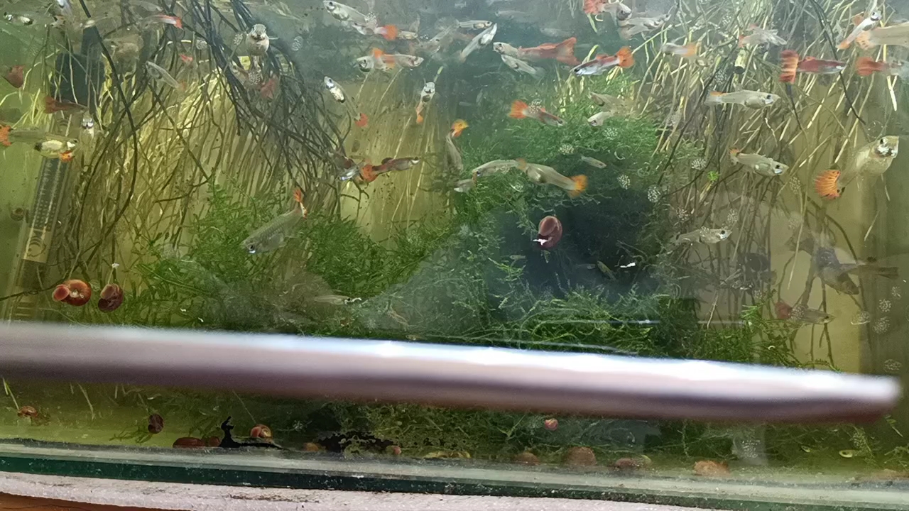 孔雀鱼排泄物的清理方法,孔雀鱼粪便的清理方法