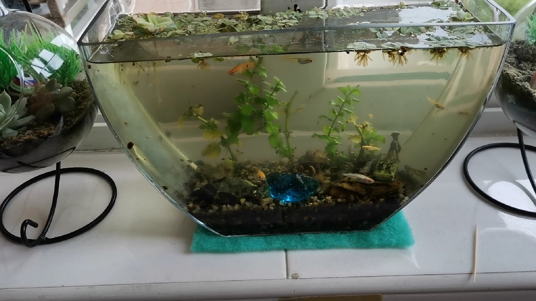 青鳉鱼鱼卵终于出小鱼了,不知道能不能养大,还是蛮开心的