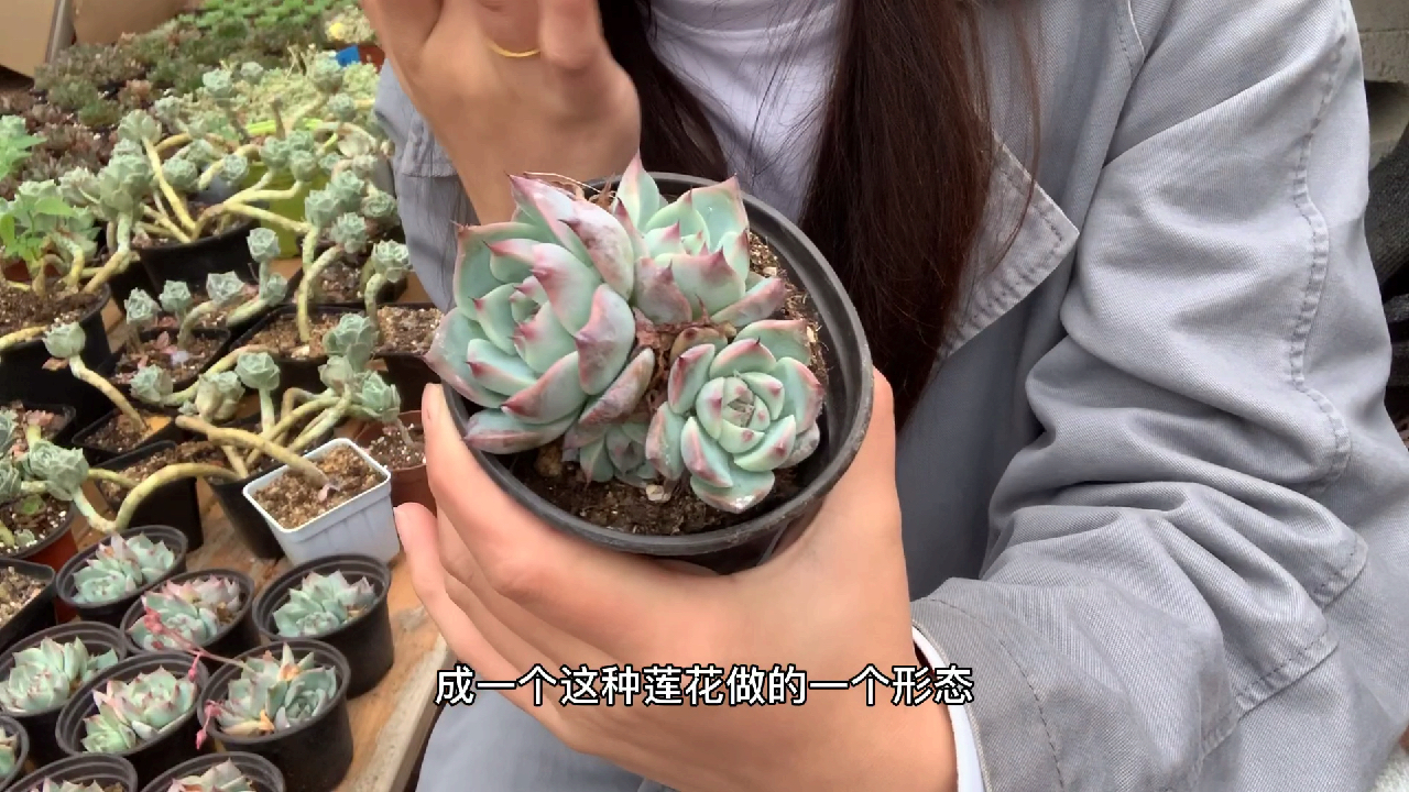 多肉植物之吉娃娃-养护纯干货迷人又可爱