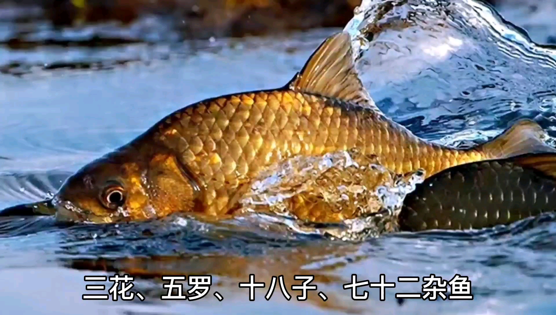 东北鲫瓜子——头些年可以瓢舀鱼!用来熬鱼汤,味道极鲜!