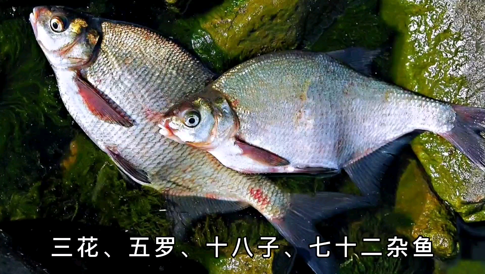 东北鳊花鱼——像极了武昌鱼,但不一样!吃起来也很好!