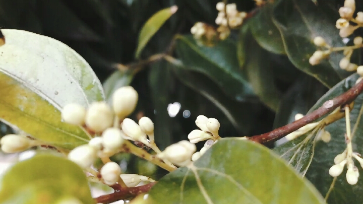 如何自己在家里自制奶茶?这条视频教会你哦!