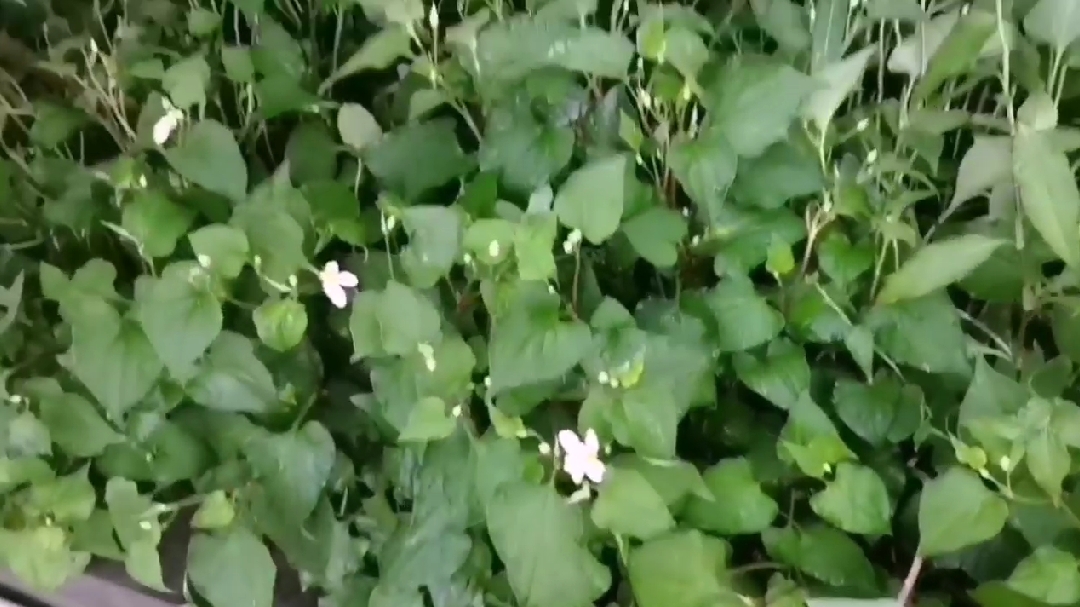 鱼腥草大家多认识不,知道它的效果嘛?在农村大家抢着要