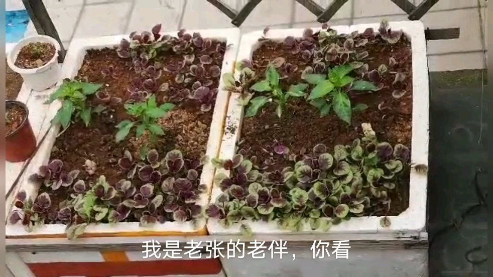 阳台种菜空间小,采取套种的方法可以丰富菜的品种