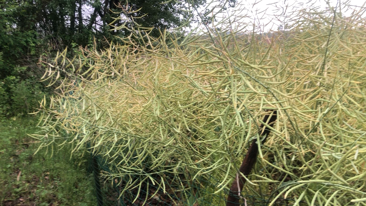 油菜成熟了,就快有新油炸油饼