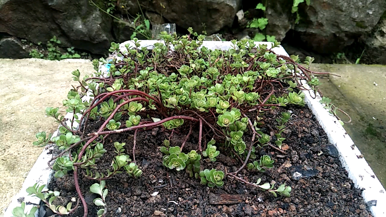 凹叶景天也叫石板菜或石板还阳,你知道它有哪些作用吗