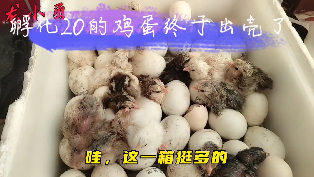 养鸡小伙自己孵化鸡蛋 孵化20天终于要出壳了 看看有多少小鸡