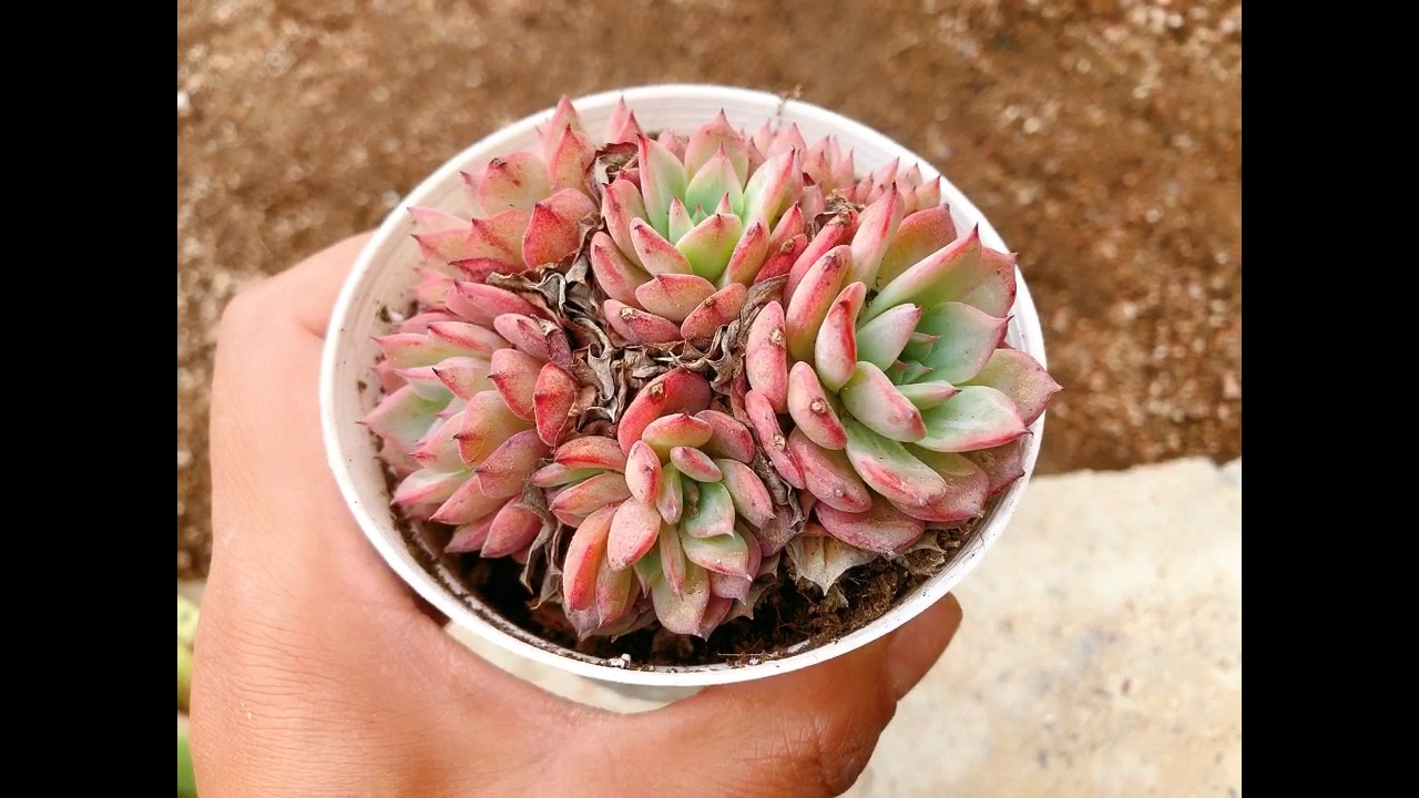 同样一盆多肉,为什么卖家那里好看,到自己家里会褪色徒长没品相