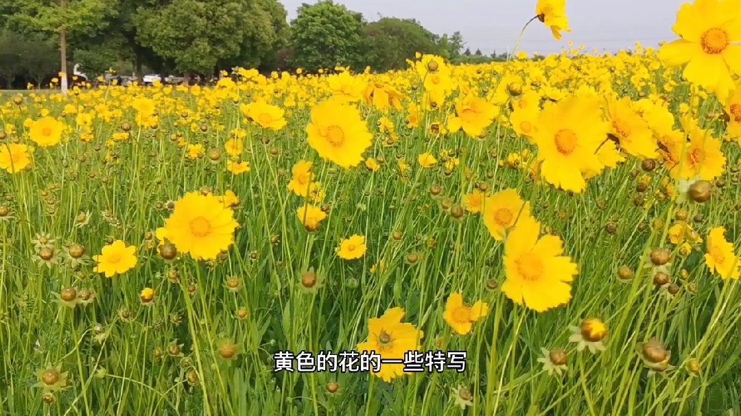 [图]无锡免费赏花地,黄色的花海,花开争艳快来吧