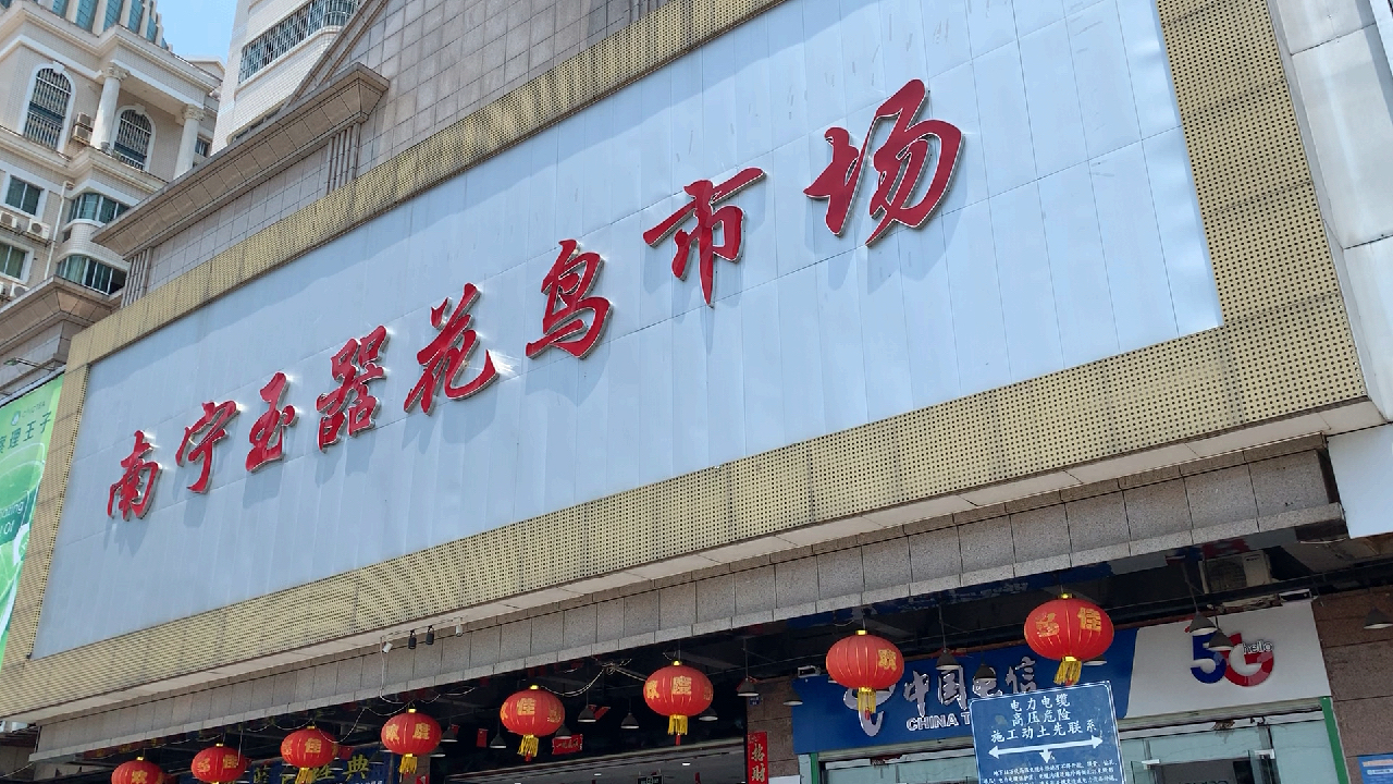 三四十度的高温也要冲去南宁四大花鸟市场之一的中山路花鸟市场