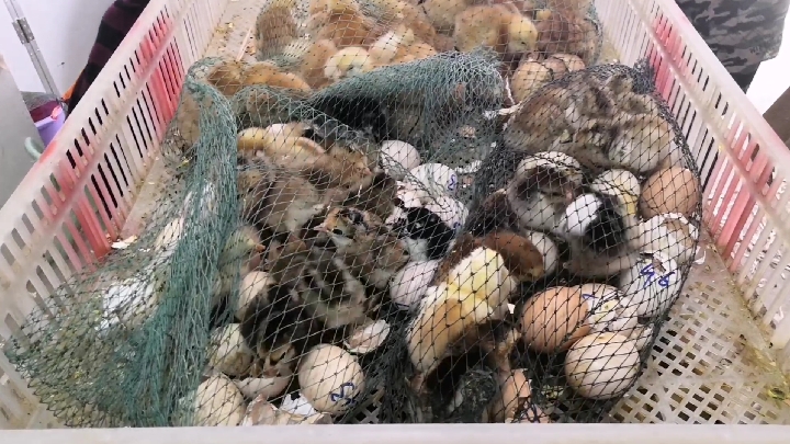 农村孵化场是什么样子的?刚出壳的小鸡该如何喂水喂食?
