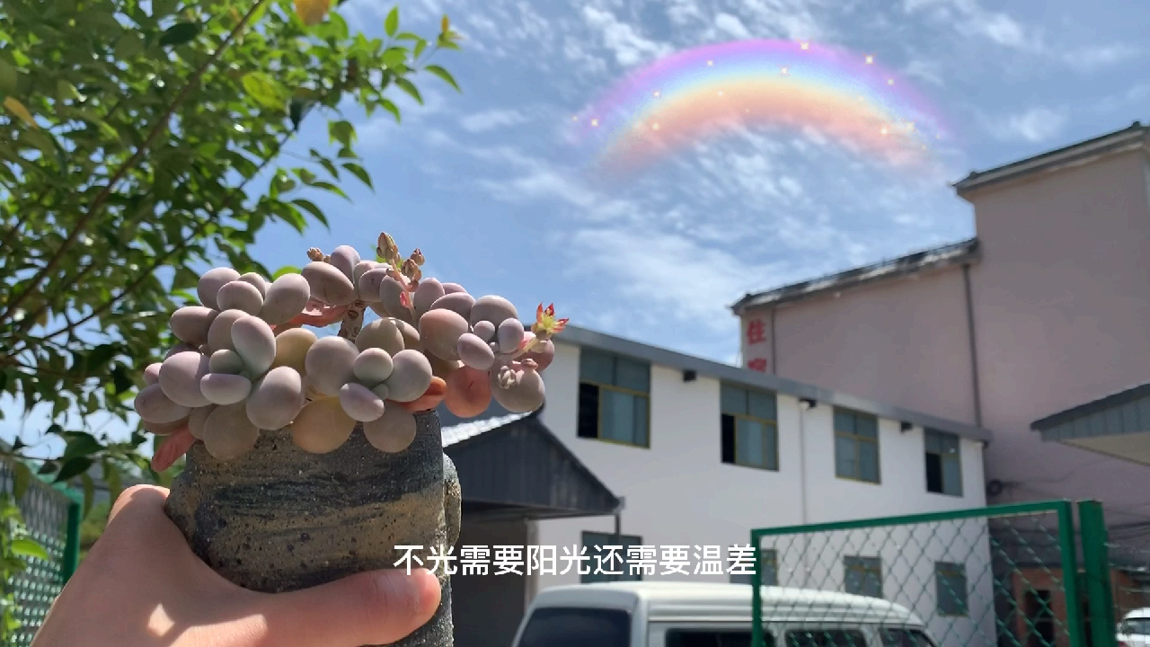 多肉植物之桃蛋养护纯干货-母亲节快乐