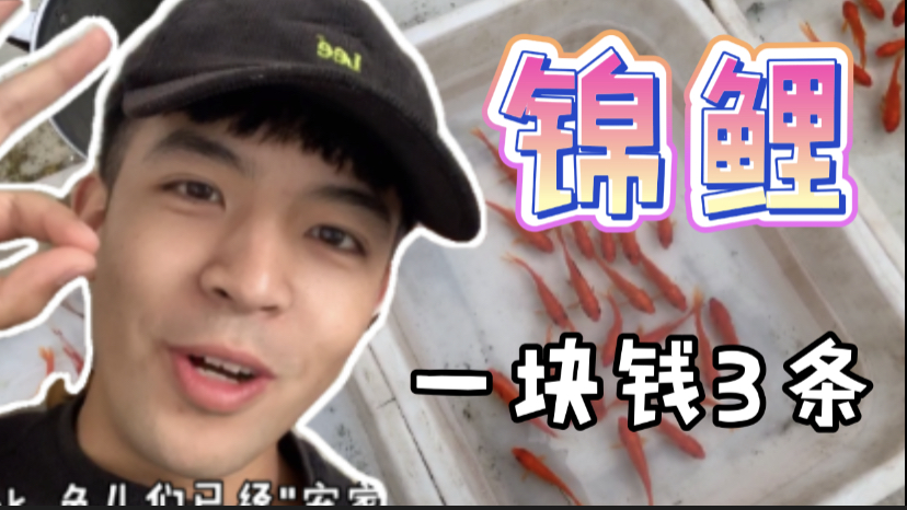 集市上锦鲤一块钱3条,小伙自制鱼缸养鱼,希望猫咪不要发现鱼缸