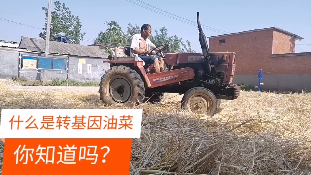 现在农民也知道什么是转基因,为了吃到放心油,都种一点本地油菜