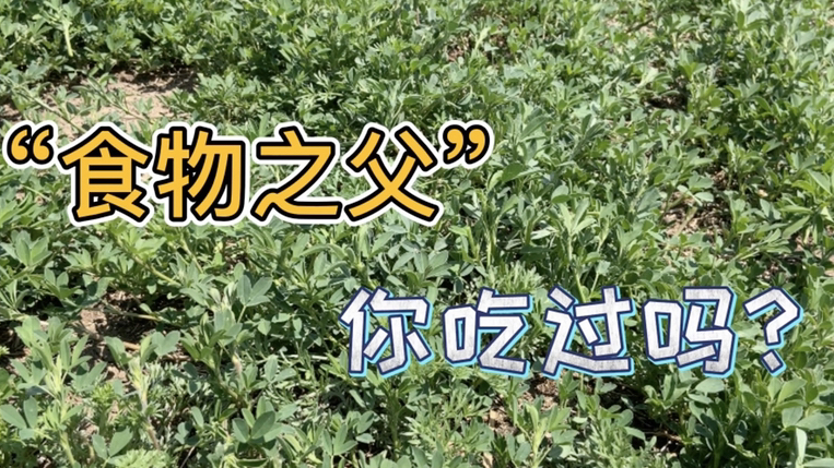这种野菜赶紧去挖,被称为“食物之父”极高的营养价值,健康美味